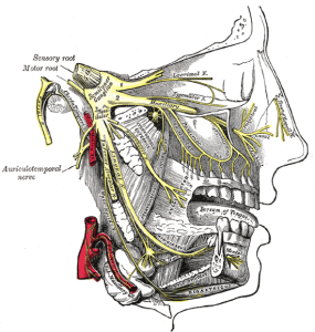 The trigeminal nerve and its three major divisions (shown in yellow): the ophthalmic nerve (V1), the maxillary nerve (V2), and the mandibular nerve (V3)