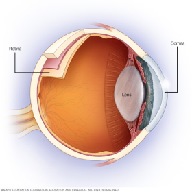 Simplified anatomy of the eye Simplified anatomy of the eye This simplified illustration of the eye shows the elements most involved in astigmatism: the cornea and the lens.